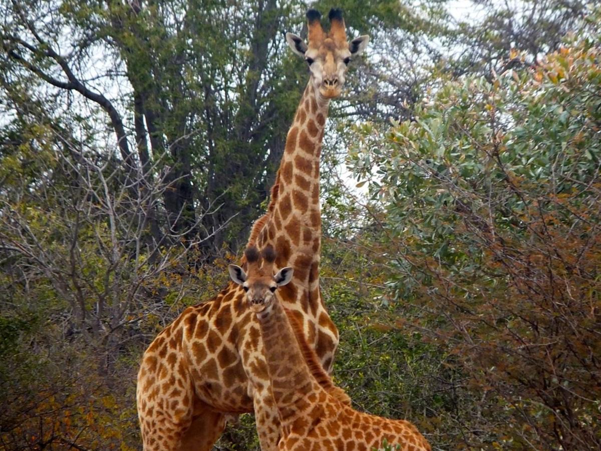 Iphofolo Lodge & Tented Camp Vivo المظهر الخارجي الصورة