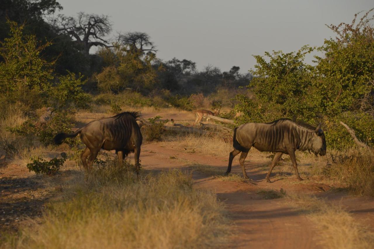 Iphofolo Lodge & Tented Camp Vivo المظهر الخارجي الصورة